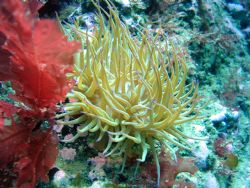 nice snakelocks taken in wateford ireland . no warm water... by Jamie Malone 